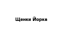 Щенки Йорка 